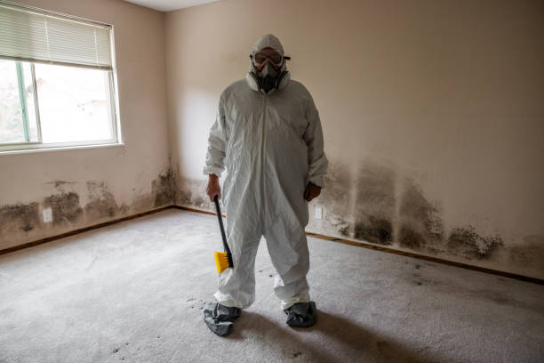 Best Forensic Mold Investigation  in Amelia, LA